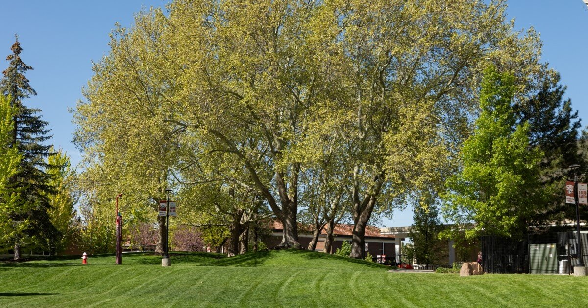 Green grass and large trees