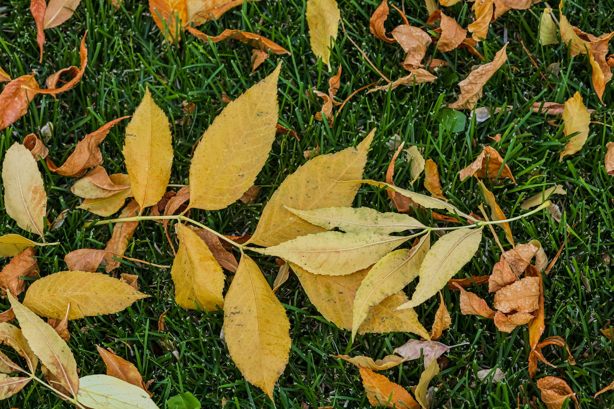 Yellow and brown autumn leaves scattered on a patch of green grass.