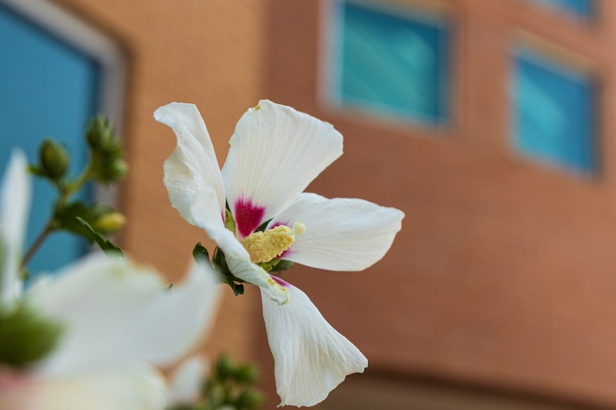 A white flower blooming on campus.