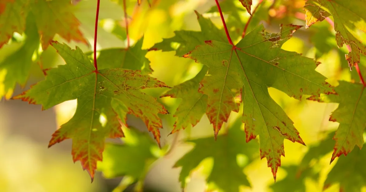 Green leaves