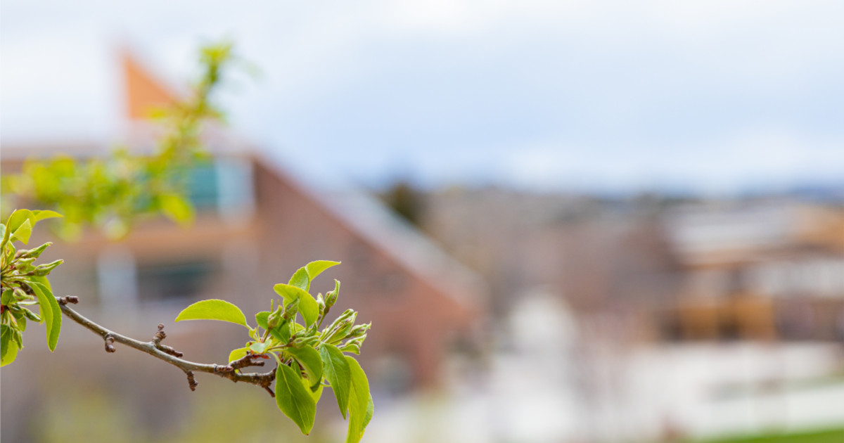 A close-up of a budding branch with fresh green leaves, set against a blurred background of a building and landscape on a cloudy day.