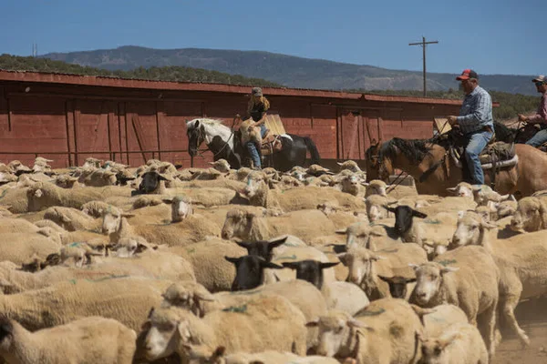 SUU agriculture students moving sheep on horseback at eht suu farm for the agriculture bachelors degree